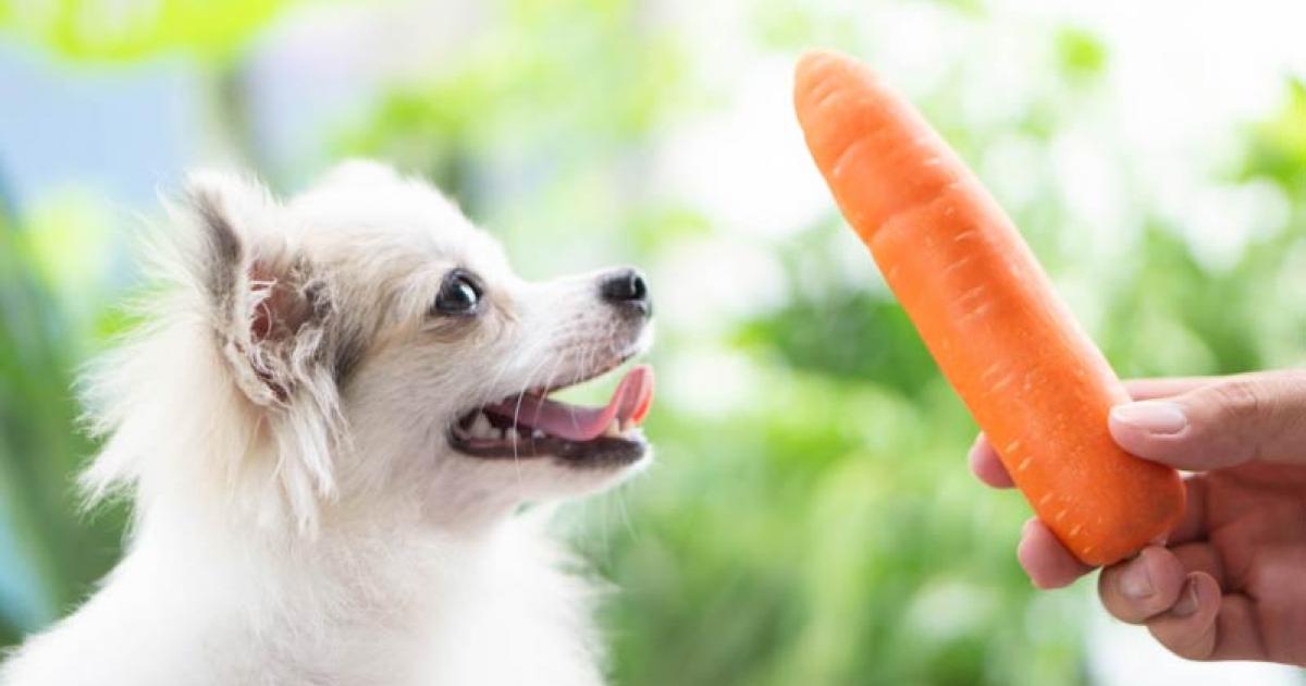 Pet Ddogs