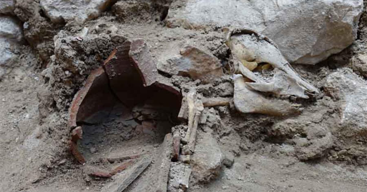 The “articulated” pig skeleton found in an ancient dig site just outside of Jerusalem, Israel, suggesting that pork was on the menu for some for a period of time in the First Temple period.		