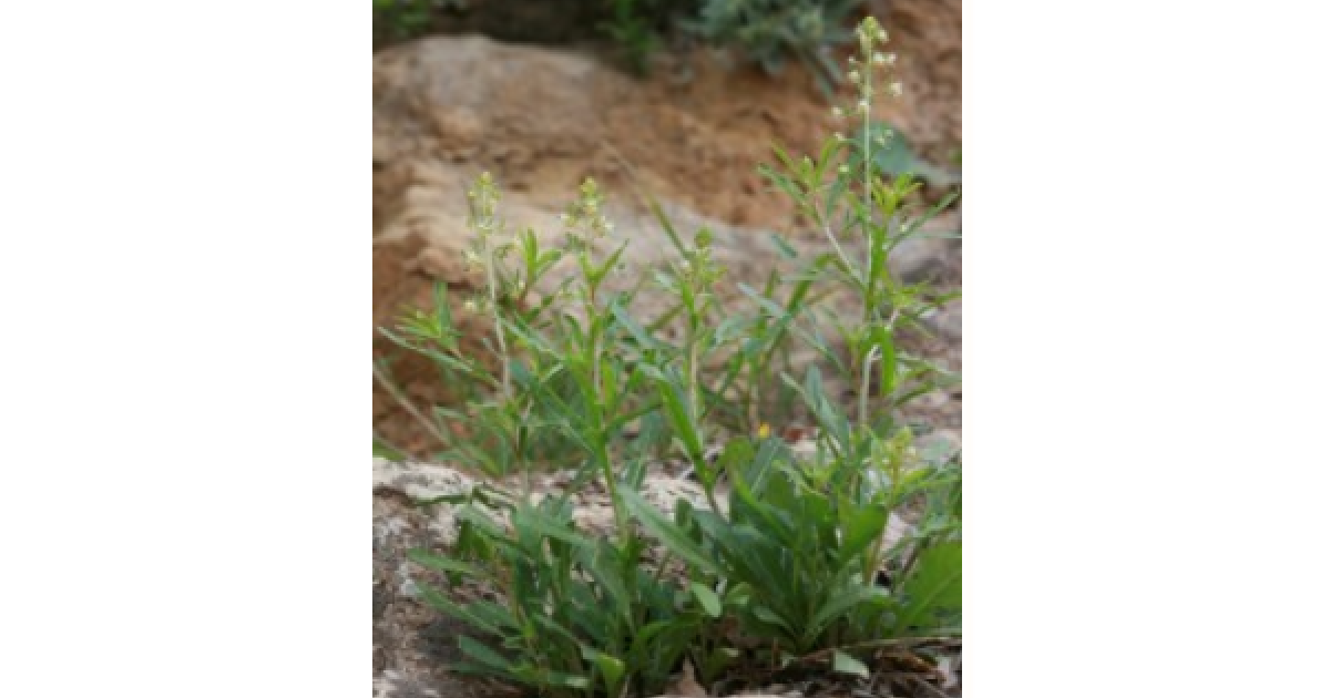 Gavdos - Ancient Plant used for Roman perfumes
