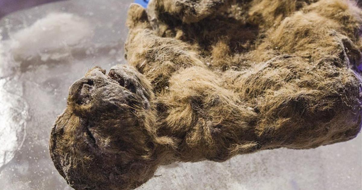 Yesterday in Yakutsk, the coldest city on Earth, the pre-historic specimens were revealed to the media in a permafrost cave, perhaps reminiscent of their natural habitat when they roamed Siberia.