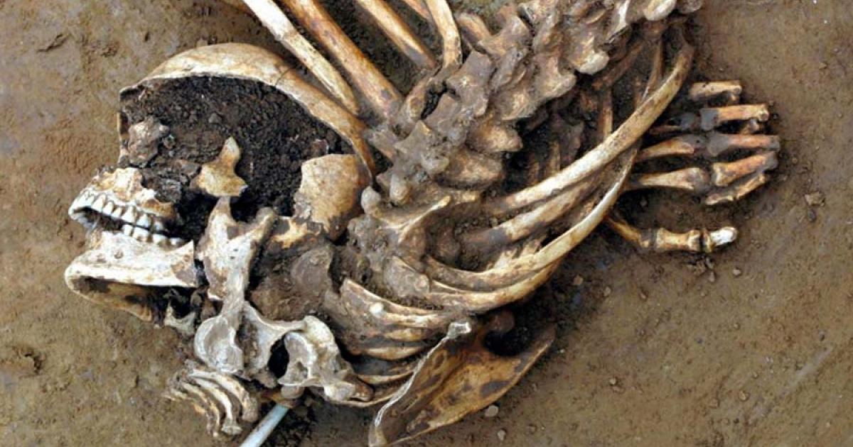 The disarticulated remains of an adult male, excavated from a large prehistoric burial pit at Cliffs End Farm, Kent.                     Source: Wessex Archaeology