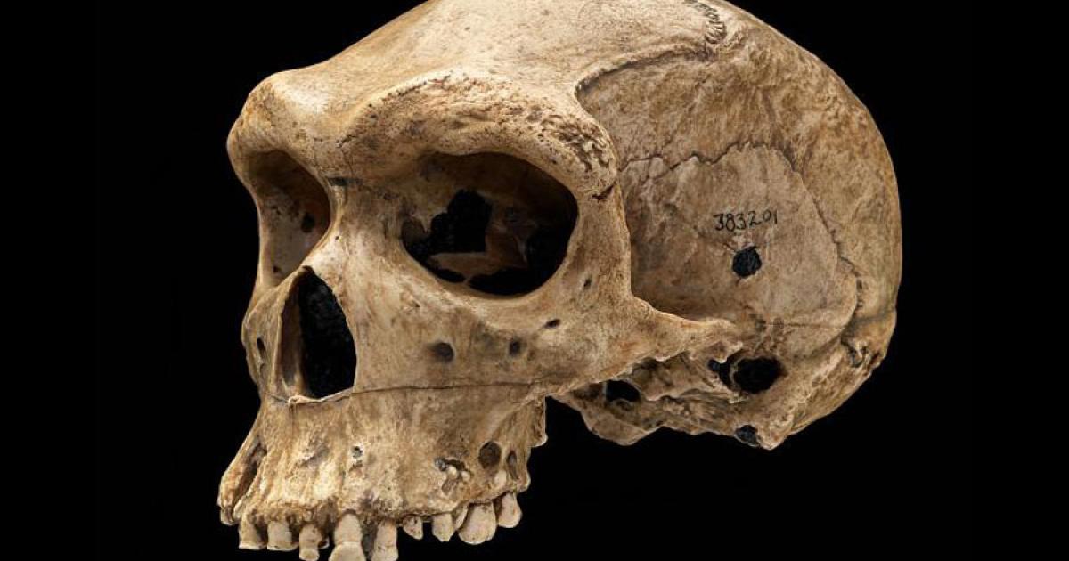 The Kabwe Skull with bullet-like hole. prehistoric skulls. Source: Jim Di Loreto and Don Hurlbert / Smithsonian Institution
