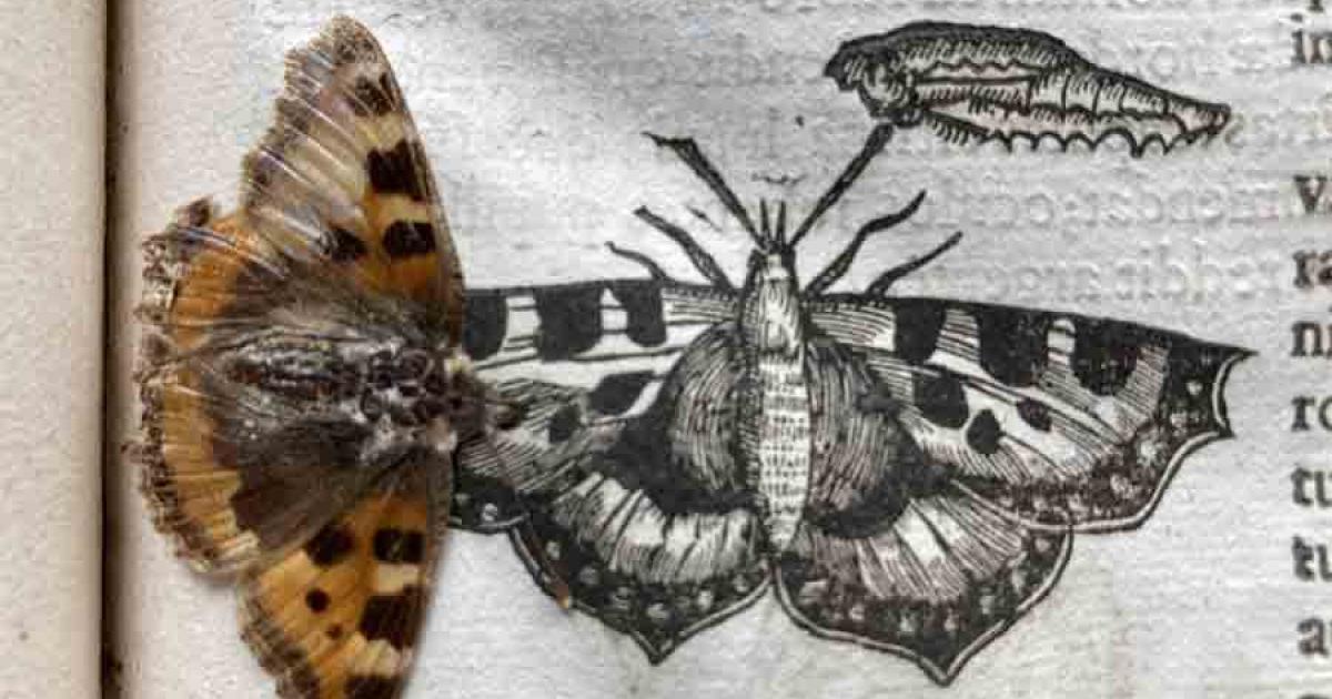 Preserved Butterfly Accidentally Found In a 390-year-old Insect Book
