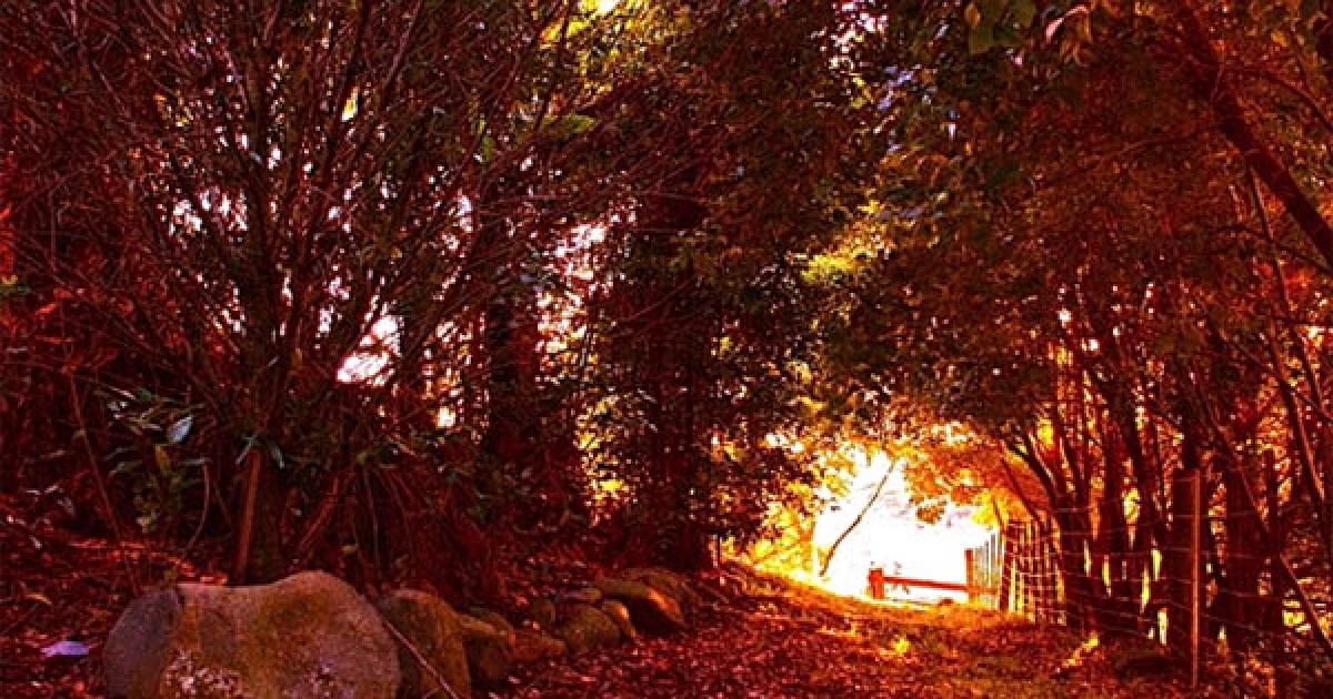 Mass Manipulation & Propaganda