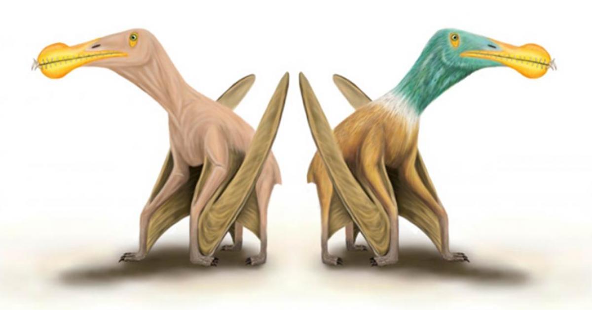 Battle Of The Pterosaurs! Britain vs China In Dinosaur Wrangle