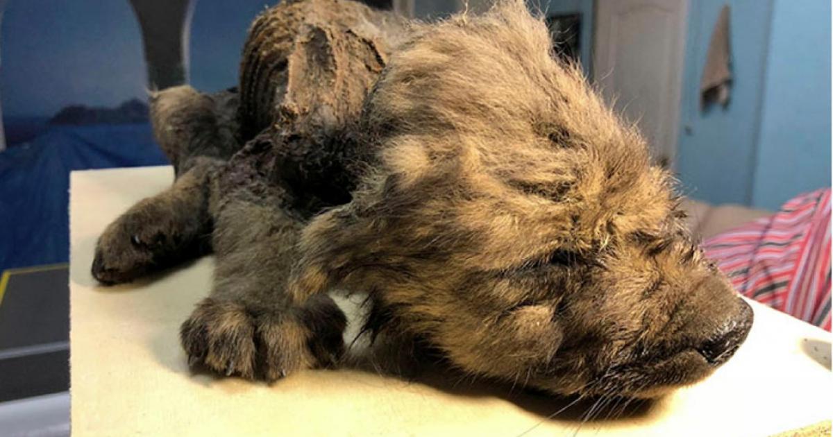 The scientists aren’t sure if the 18,000-year-old puppy is a wolf or a dog. Source: Sergey Fedorov 