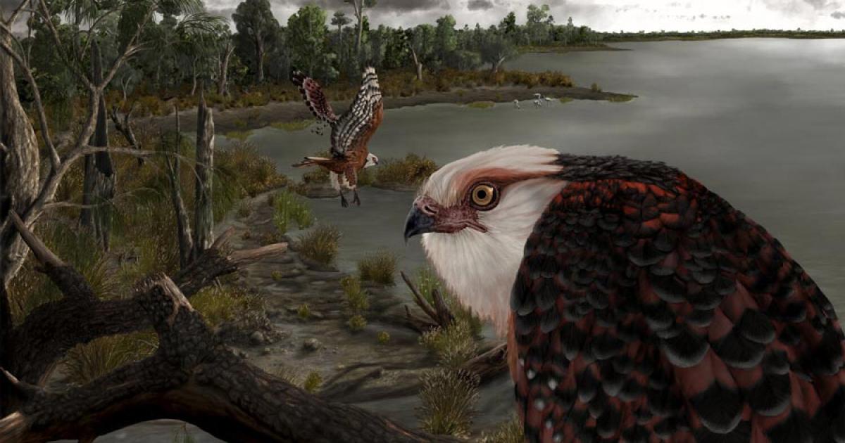 Eagle Raptors were the alpha hunters of Australia 25-million-years-ago. 	Source: © Jacob Blokland / Flinders University