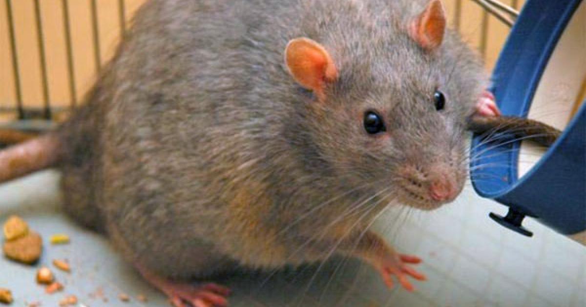 Easter Island's main diet: Rats