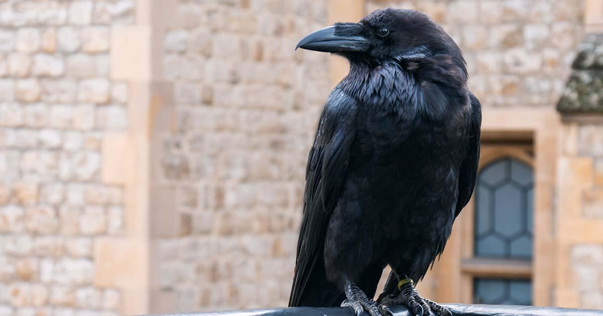A raven at the Tower of London. Source: Sid10 / Adobe Stock.