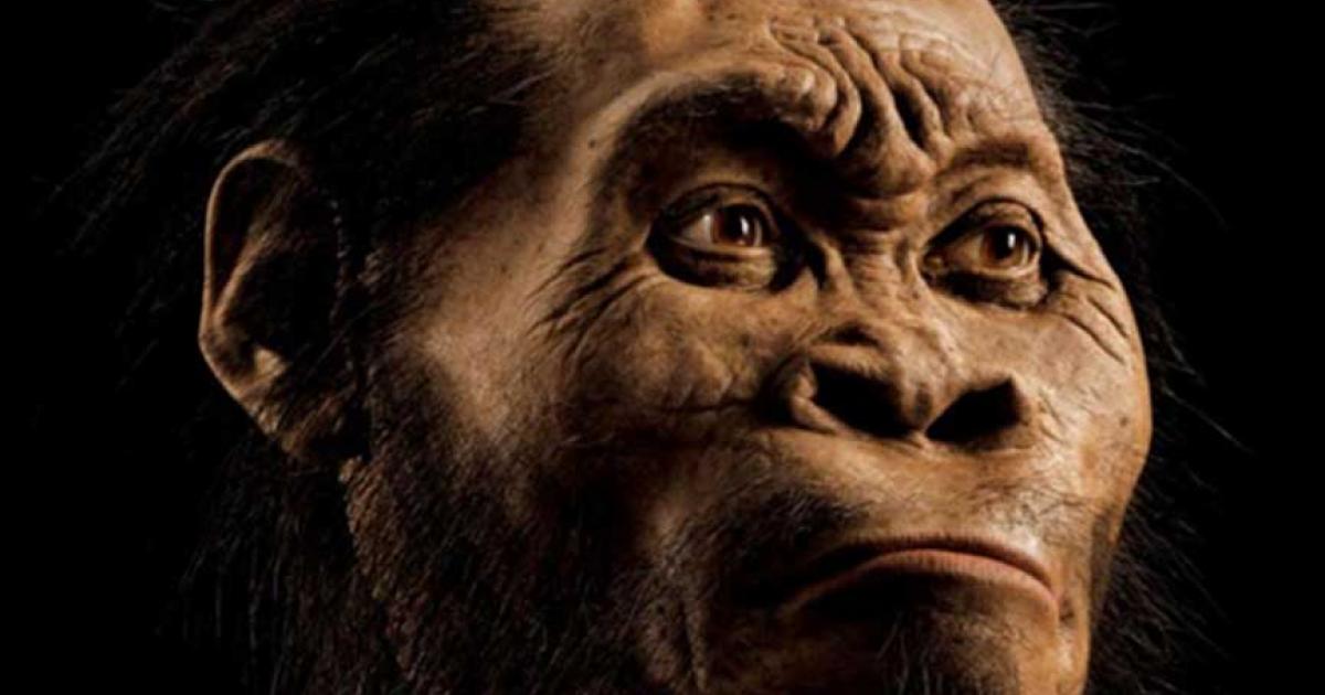 A reconstruction of Homo naledi’s head by paleoartist John Gurche, who spent some 700 hours recreating the head from bone scans.