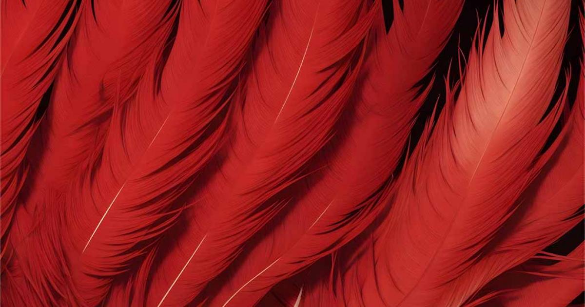 Red feathers. Source: Thewonderalice / Adobe Stock.