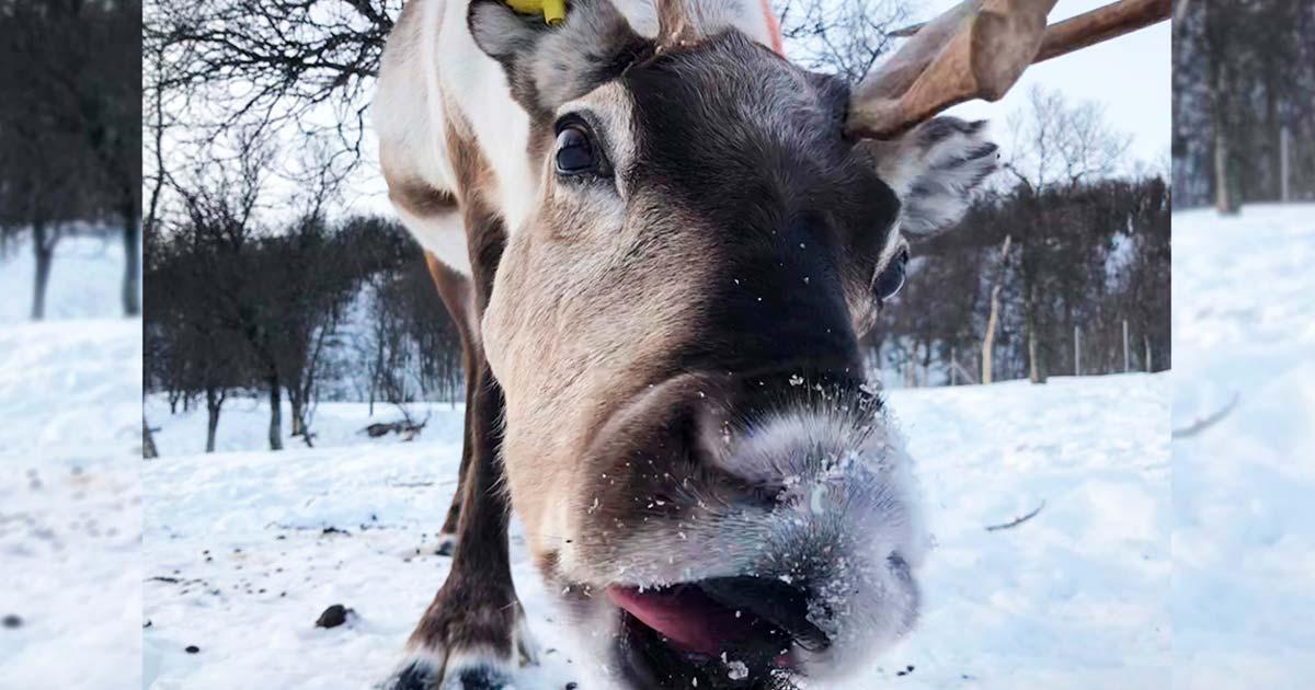 When reindeer ruminate, aka chew, they are actually catching up on their sleep, claims new study. Source: Leo Rescia / Current Biology / Furrer et al.