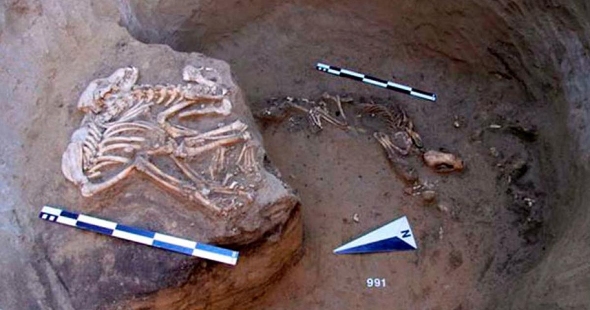 Harder to explain for the archeologists were the remains of animals in the pits. 