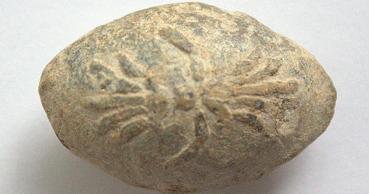 A roman lead sling bullet with a relief of what appears to be an insect or spider 