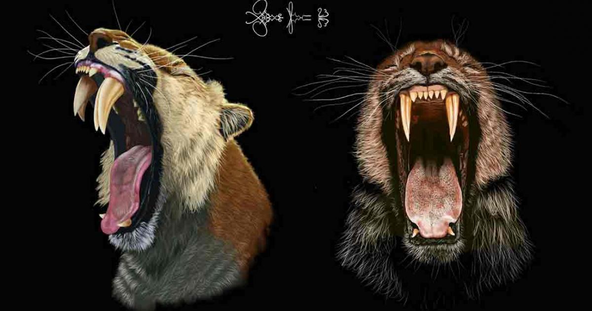 Artist’s image of the saber-toothed cat’s mouth, showing dentistry with double saber teeth.	Source: Massimo Molinero/University of California - Berkley
