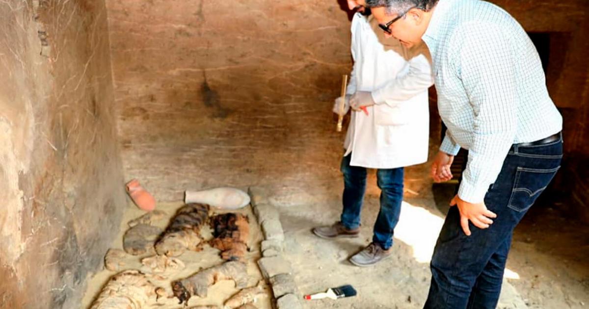 The remains of a sarcophagus containing mummified cats. Credit: Ministry of Antiquities