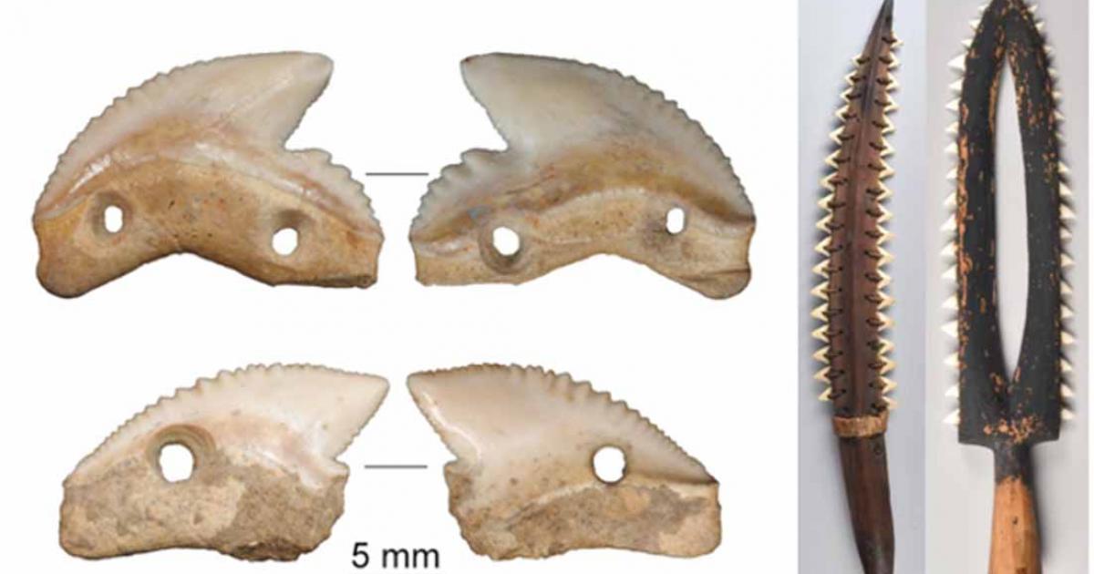 Modified tiger shark teeth found in 7,000-year-old layers of Leang Panninge (top) and Leang Bulu’ Sipong 1 (bottom) on the Indonesian island of Sulawesi. Right; Shark tooth weapons from Kiribati and Hawai’i. Source: M.C. Langley/The Conversation, Right; The Trustees of The British Museum