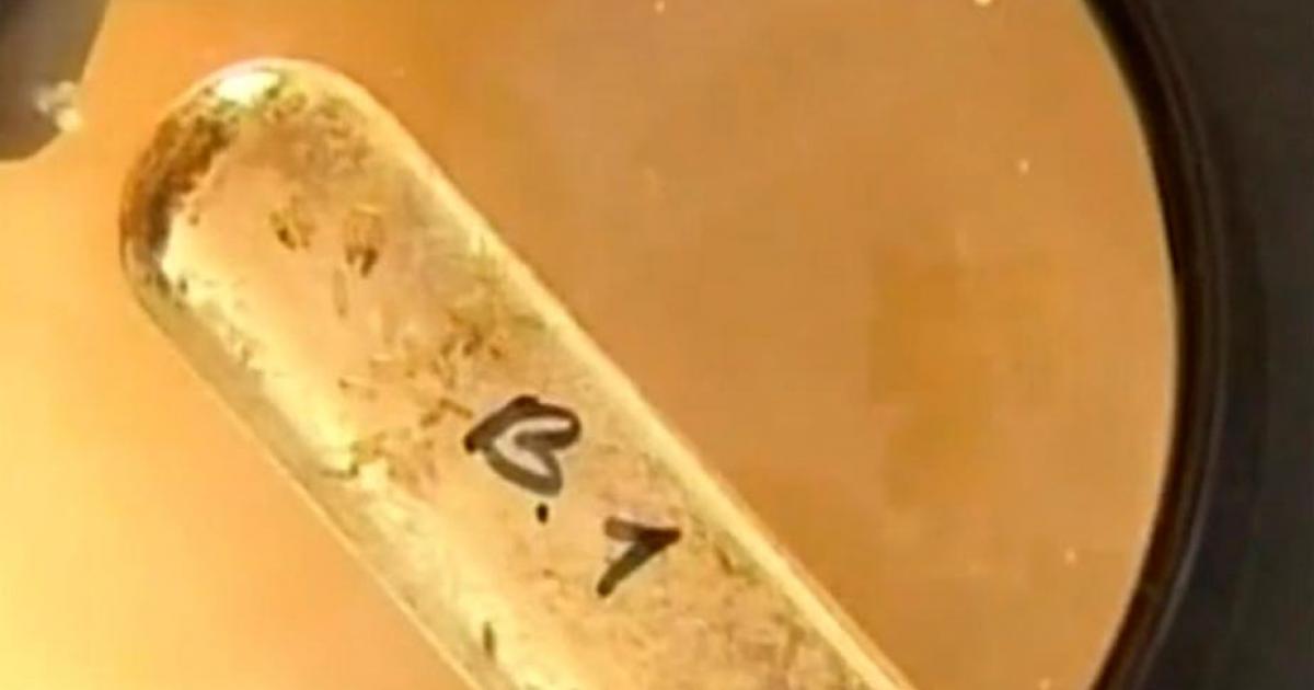 Living bacteria found in Siberian permafrost