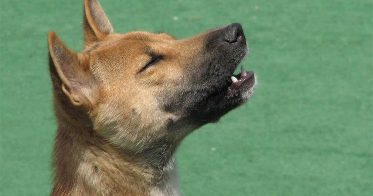 A domesticated New Guinea singing dog, singing.     Source: R.G. Daniel / CC BY 2.0