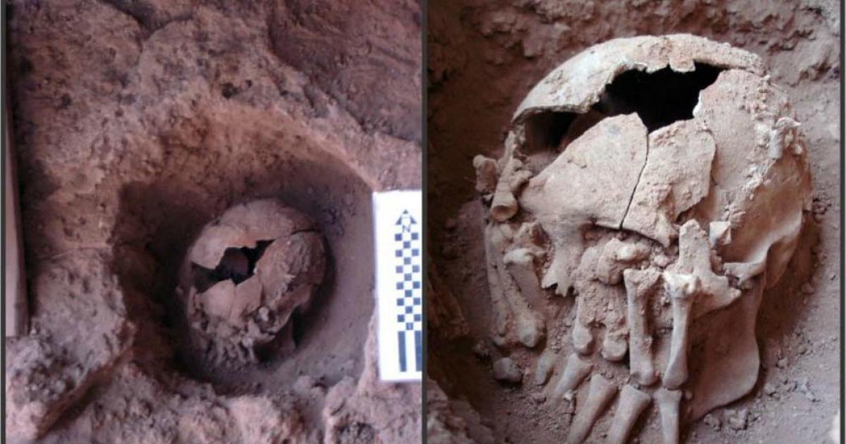 Photographs of skull 26 at the burial site, Lapa do Santo, Brazil. 