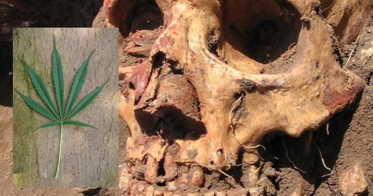 Yamnaya skull from the Samara region colored with red ochre.