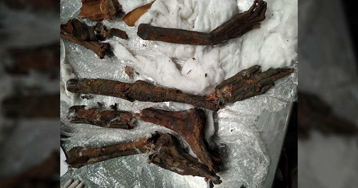 The smuggled mummy parts were found stuffed in a speaker.