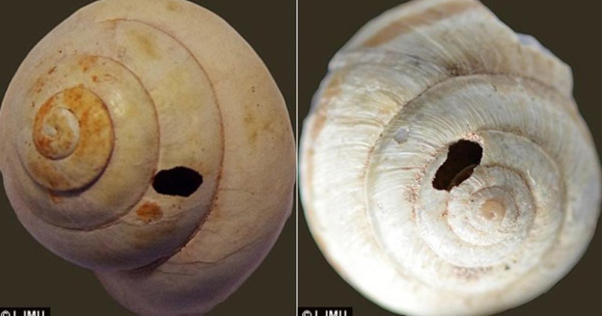 Snails appear to have holes drilled into them to make it easier to extract the meat, researchers say. 