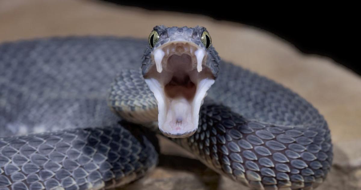 snake venom Source: Mark Kostich / Adobe Stock 