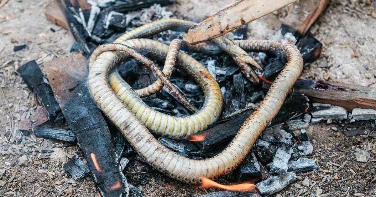 Ancient humans were eating snakes and lizards 15,000 years ago. Source: boyloso / Adobe Stock