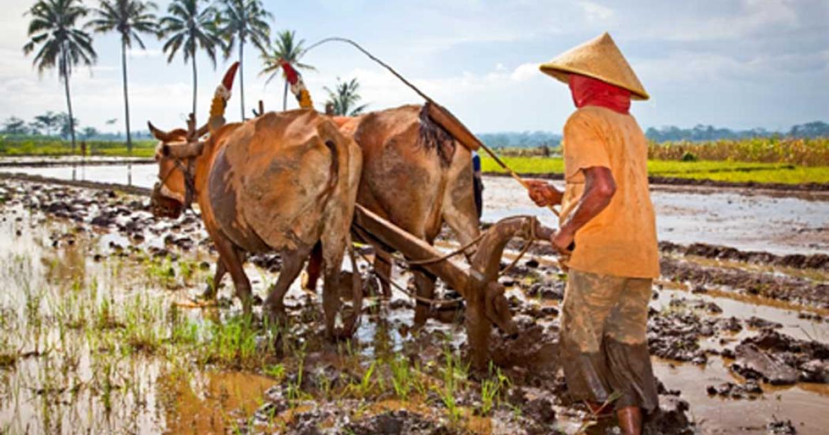 New research claims use of beasts of burden opened the doors to social inequality. Source: Aleksandar Todorovic / Adobe Stock