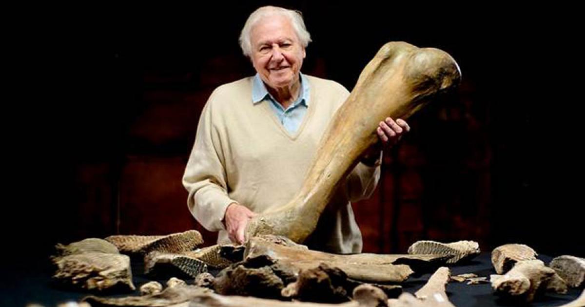 Sir David Attenborough with some of the Steppe mammoth bones found in the gravel quarry near Swindon. Source: Julian Schwanitz / BBC / Windfall Films