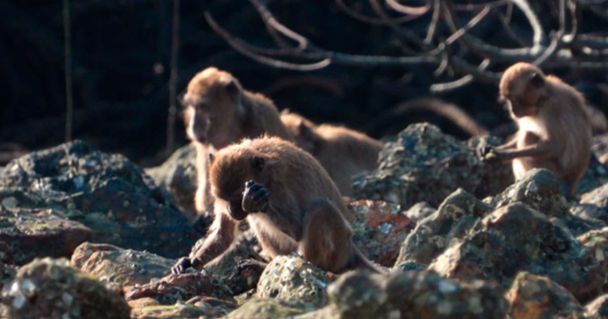 Example of a long-tailed macaque using a stone tool to access food. Source: © Lydia V. Luncz/Science