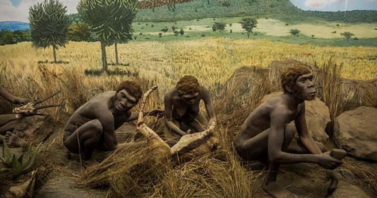Early hominids processing game with stone tools. Diorama at the Nairobi National Museum. 