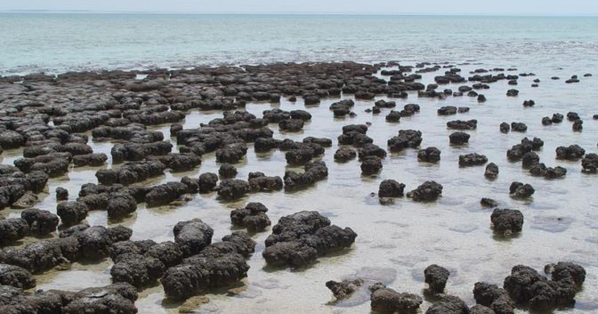 disappearance of stromatolites