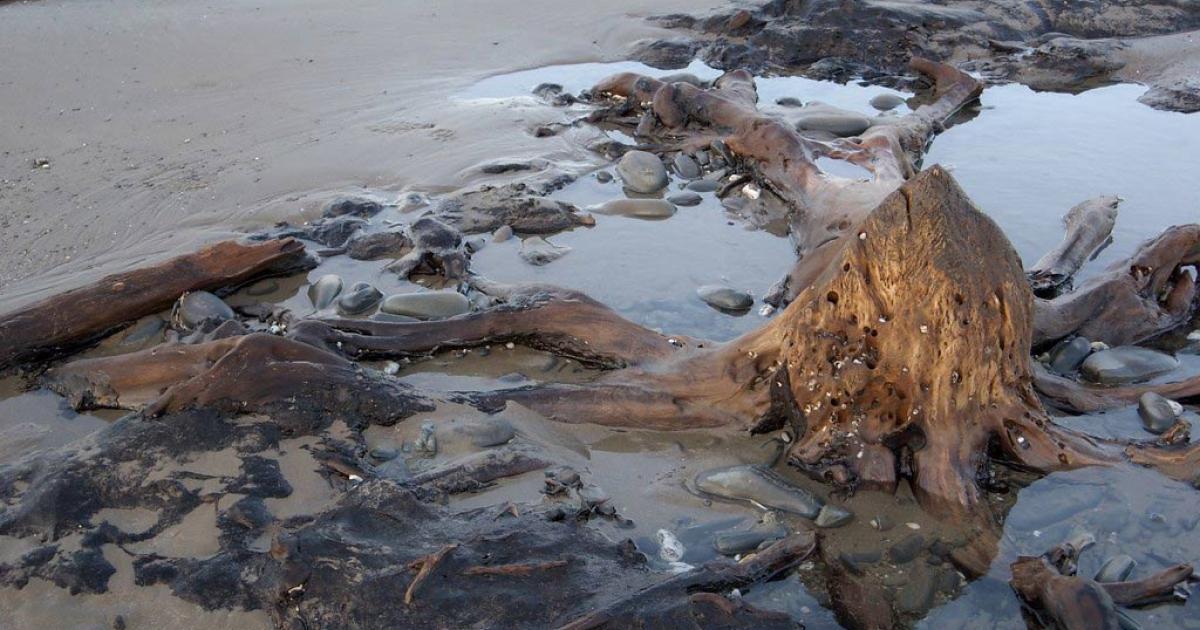 Sunken kingdom prehistoric forest