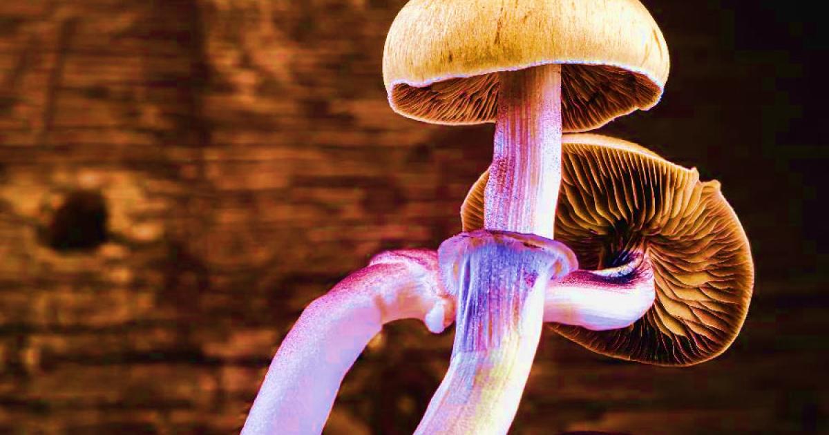The Mexican magic mushroom or Teotlnanácatl mushroom is believed to be one or a mixture of these two psilocybin mushrooms of Mexico: Psilocybe aztecorum and | or Psilocybe mexicana.		Source: alexander_volkov / Adobe Stock