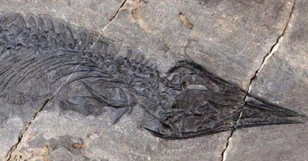 The fossil of a thalattosaur with a needle-sharp snout.       Source: University of Alaska Museum of the North