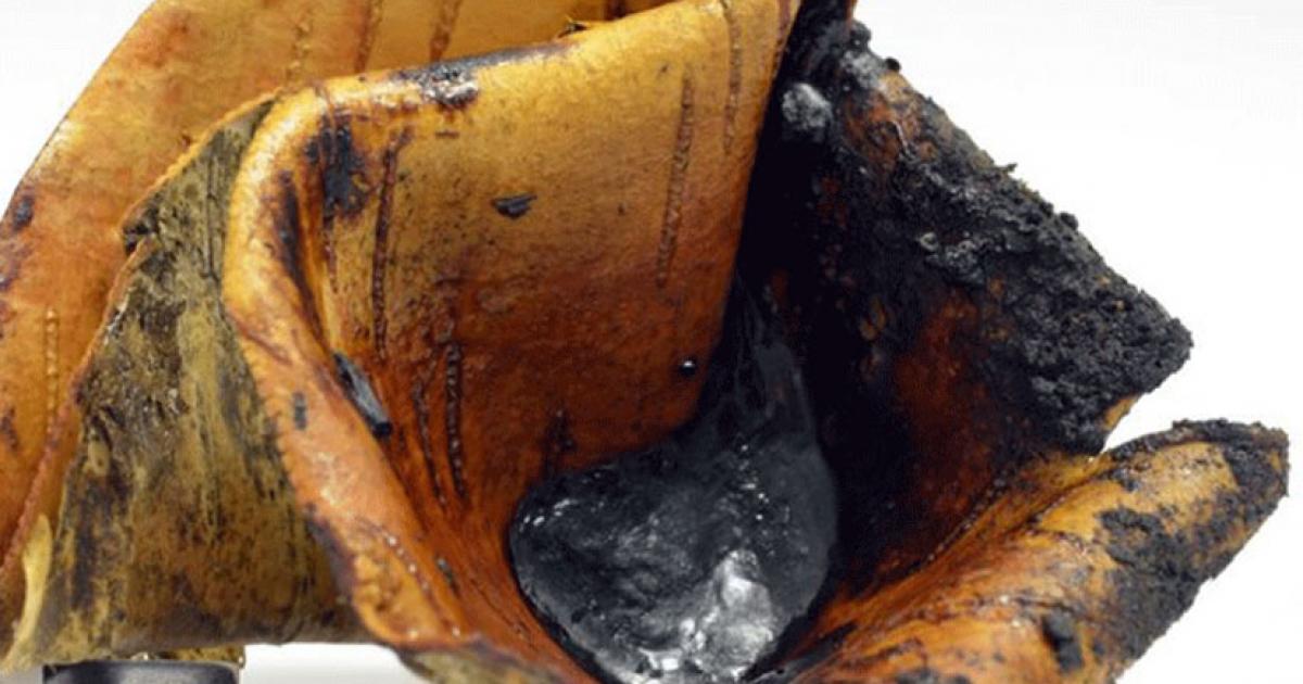 Tar collected in a birch bark container from the pit roll experiment, a technique which uses glowing embers placed over a roll of bark in a small pit. 