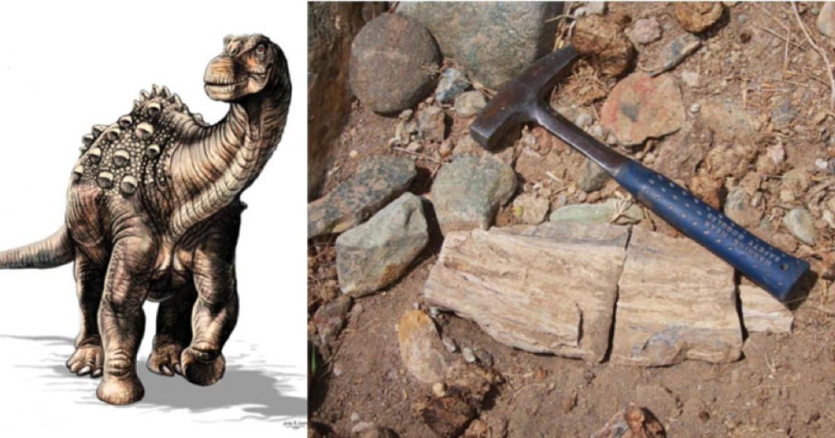 An artistic representation of the Yamanasaurus lojaensis. (Jorge González) Some of the fossils of the titanosaur that were found in Loja province, Ecuador. (Federico Kukso/Twitter)