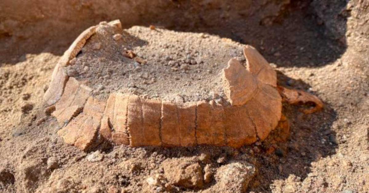 Herman tortoise and her egg discovered under a house at Pompeii. Source: Archaeological Park of Pompeii
