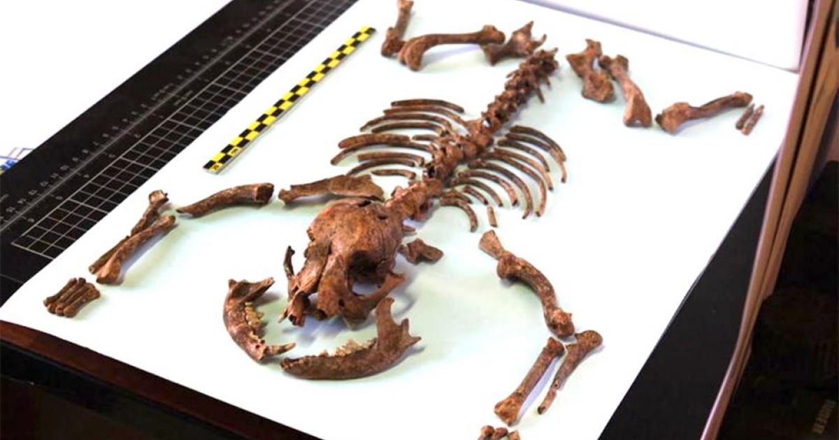 Remains of the Roman toy dog reveal its tiny stature and a healthy diet similar to its owners. Source: Martínez Sánchez / University of Granada