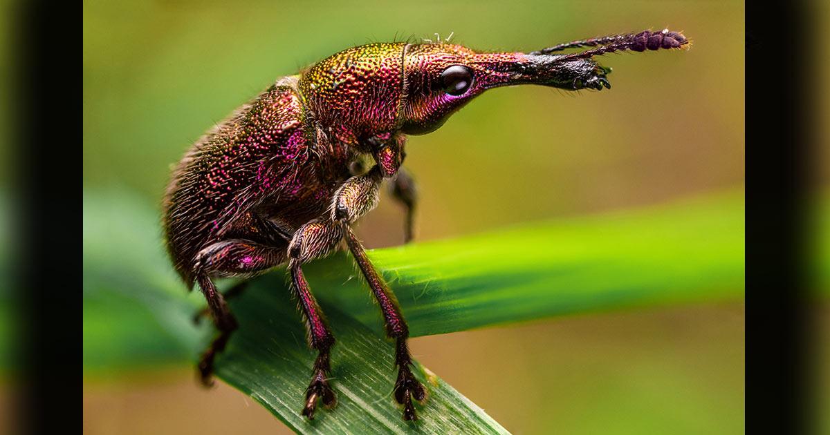 A Rhynchites auratus weevil. 	Source: Florian / Adobe Stock