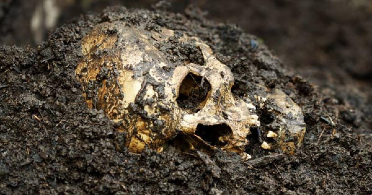 Trophy Skulls - Headhunters in London