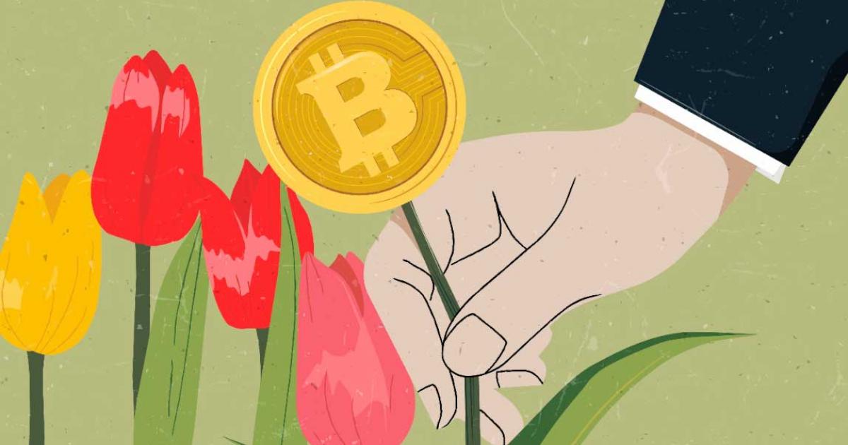 The 17th-century tulipmania madness was not unlike the history of Bitcoin so far because in both cases a speculative bubble was created. Without spilling the beans, tulipmania ended suddenly and badly and put a tarnish on the Dutch Golden Age! Source: momosama / Adobe Stock