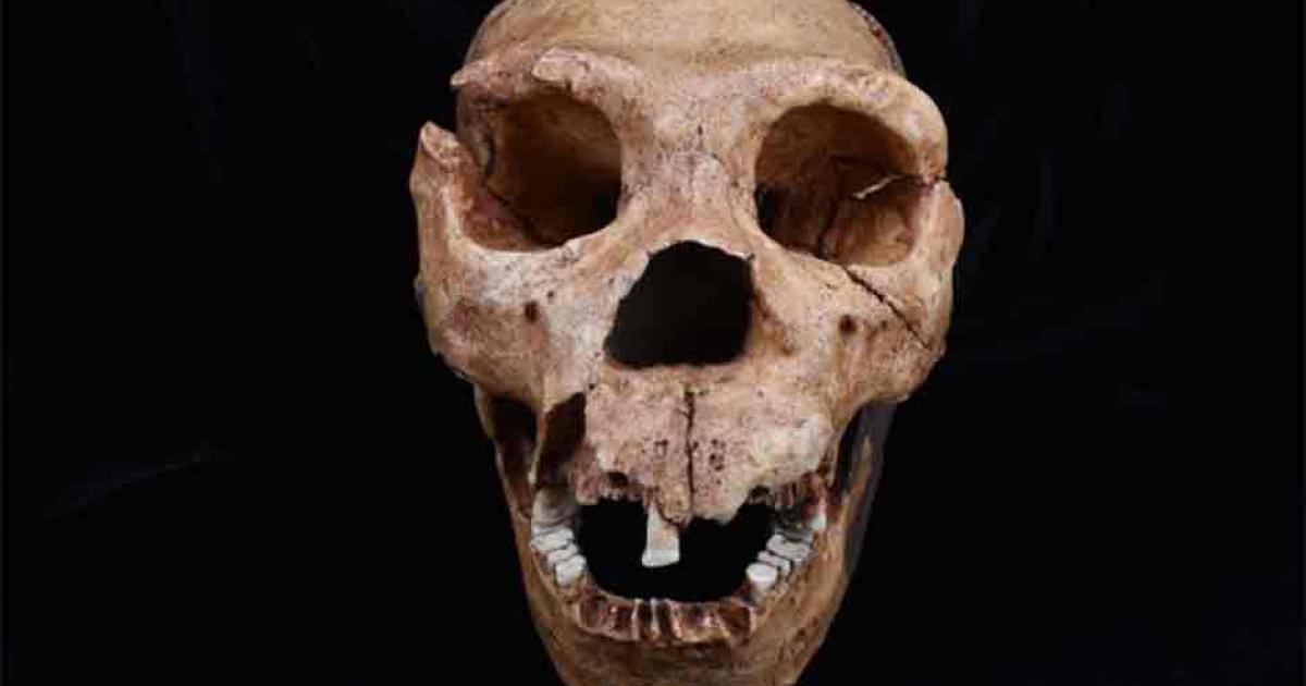 A cast of the skull of Homo heidelbergensis, one of the hominin species analyzed in the latest study. Source: The Duckworth Laboratory/ University of Cambridge