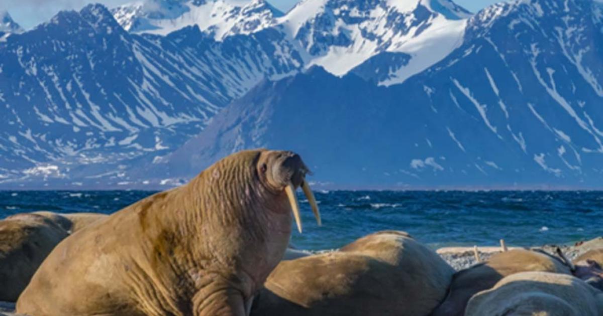 The Icelandic walrus began extinct at the arrival of the Norse. Source: Calvin / Adobe Stock.
