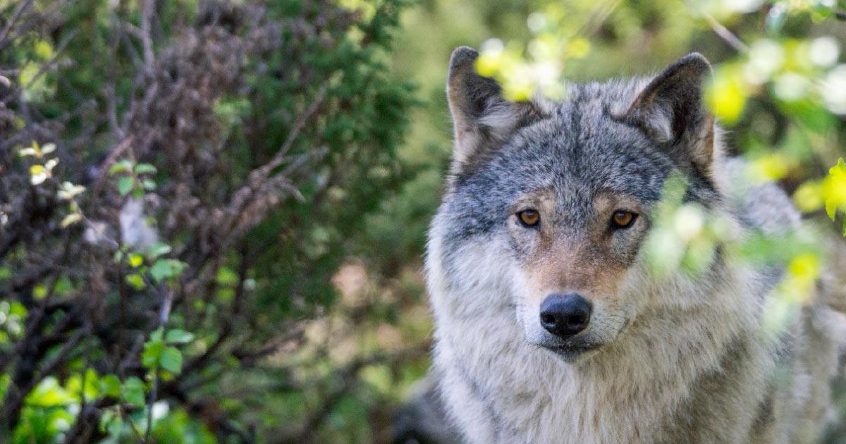 Grey wolf.   Source: Jon Anders Wiken /Adobe Stock