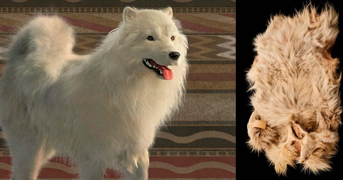 Artist's reconstruction of a woolly dog by Karen Carr (The Conversation) and the pelt of Mutton, a Coast Salish wool dog who died in 1859. (Museum of Natural History, Smithsonian Institution/ Science)