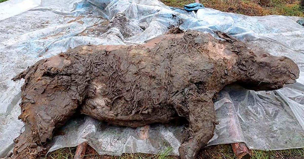 Best Preserved Ice Age Woolly Rhino Discovered in Siberia