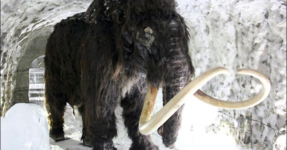 A woolly mammoth inside a permafrost cave in Yakutsk. 